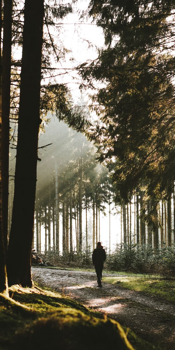 Serene Forest Wallpaper: Embrace Loneliness in Nature - Free for Phones