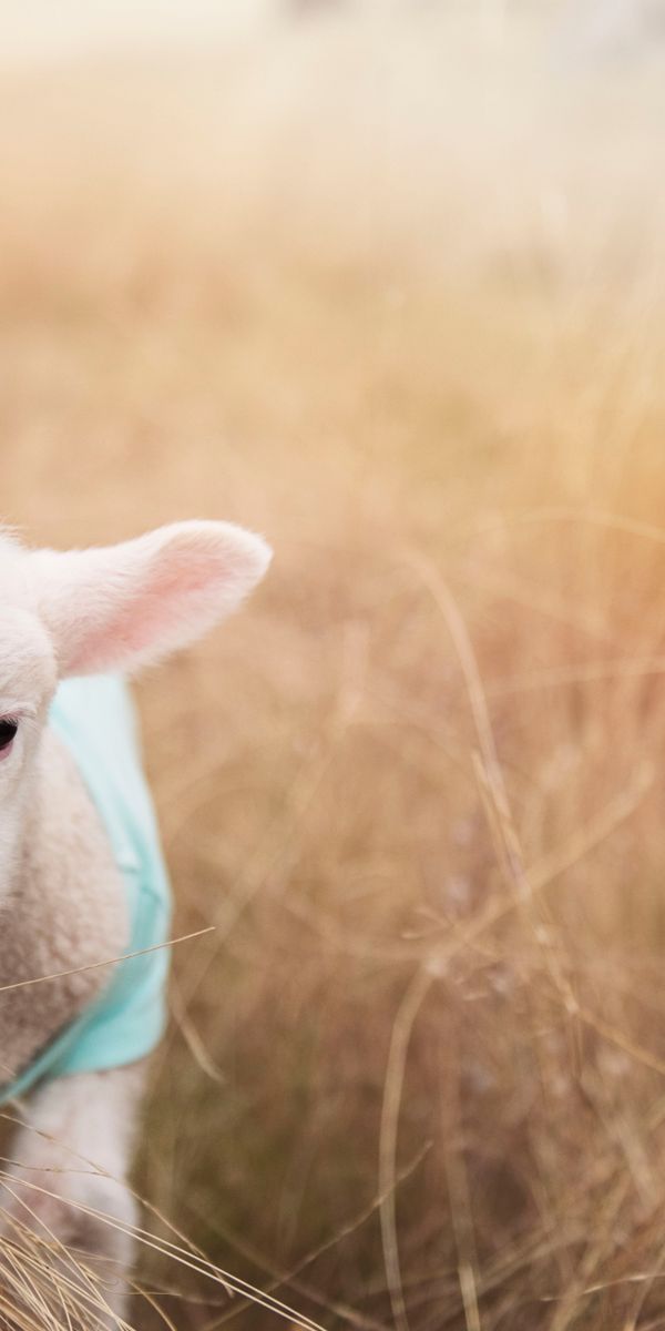 Phone wallpaper: Grass, Blur, Close Up, Animal, Sheep, Lamb, Baby Animal free download