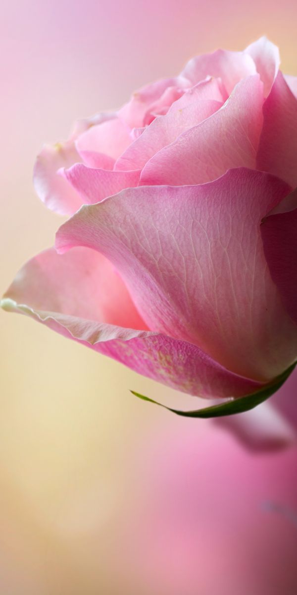 Beautiful 4K phone wallpaper featuring a delicate pink rose against a soft background