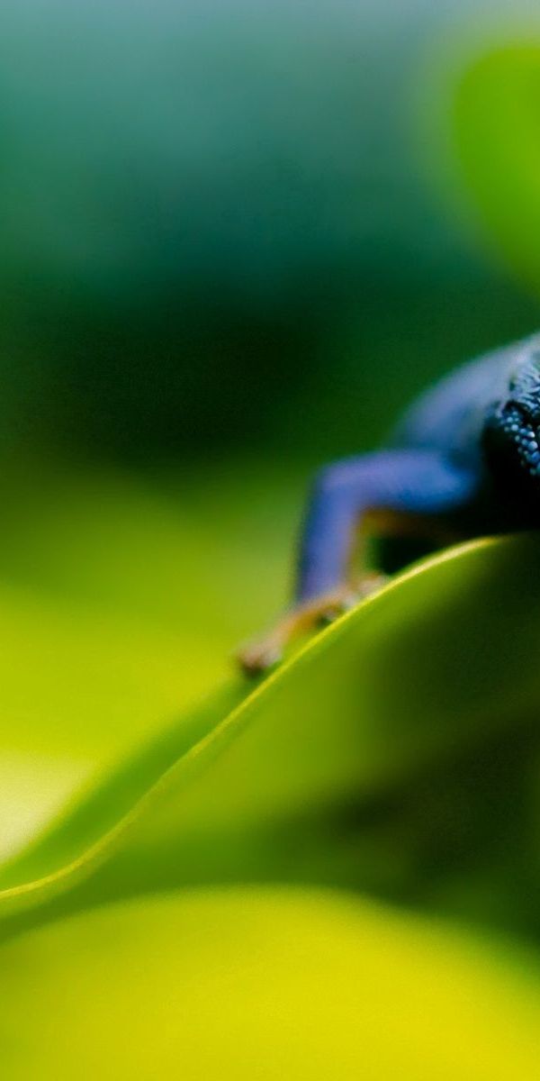 Phone wallpaper: Skink, Greens, Animals, Sheet, Leaf, Smooth, Blur free download