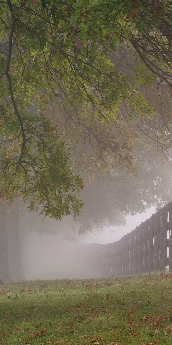 Enchanting phone wallpaper featuring misty trees and a rustic fence