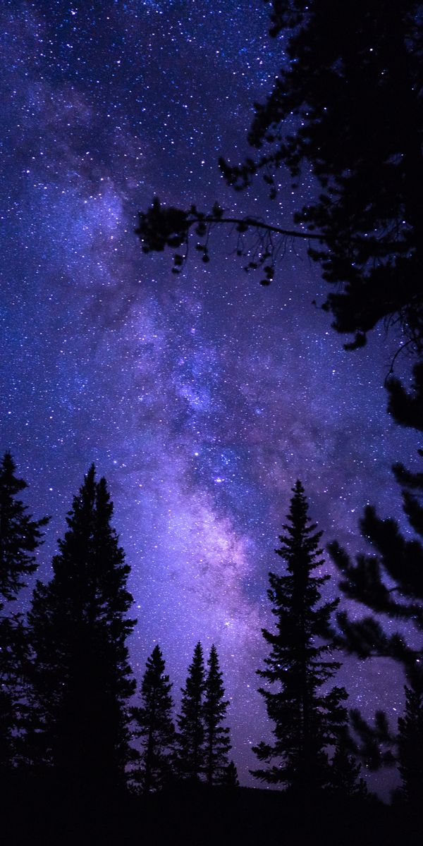 Majestic Night Sky with Pine Trees - Perfect Phone Wallpaper