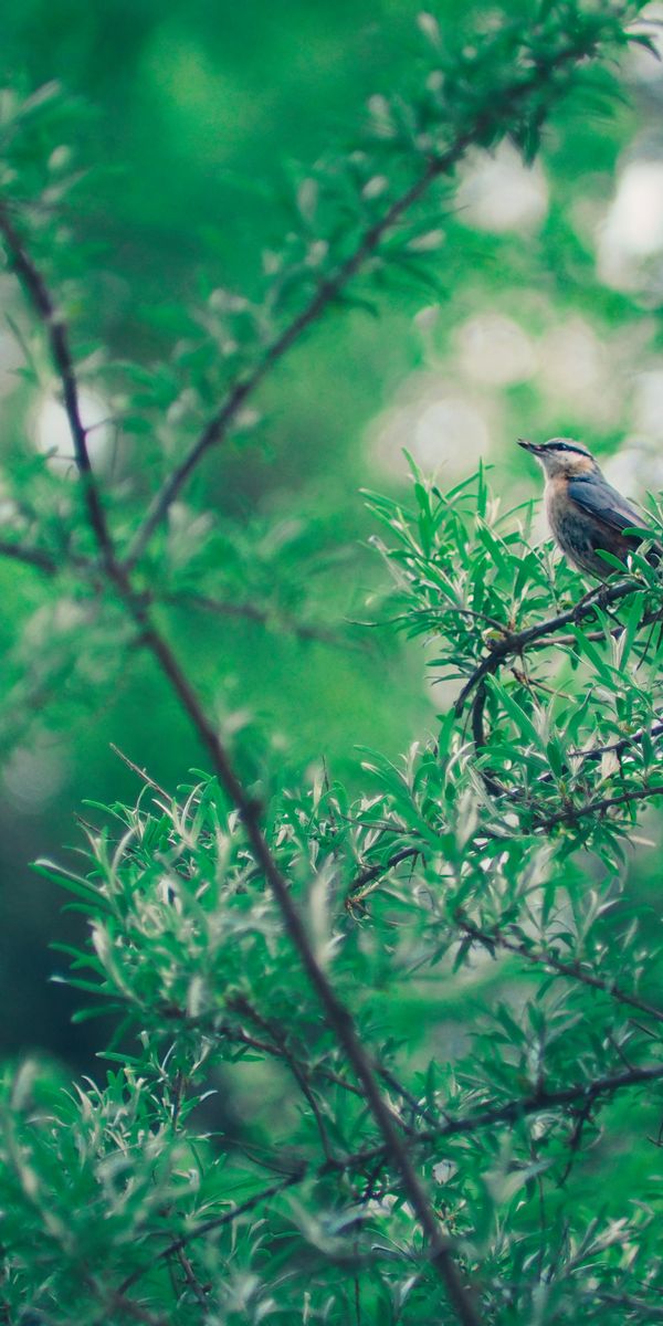 Phone wallpaper: Branch, Boquet, Animals, Leaves, Smooth, Bokeh, Blur, Bird free download