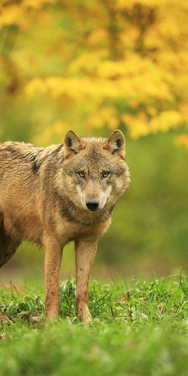 Phone wallpaper: Blur, Wolf, Animal, Wolves free download