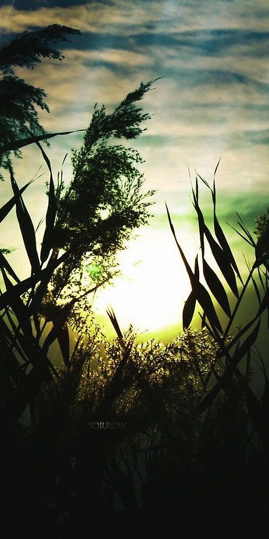 Beautiful artistic landscape wallpaper for iPhone featuring silhouettes