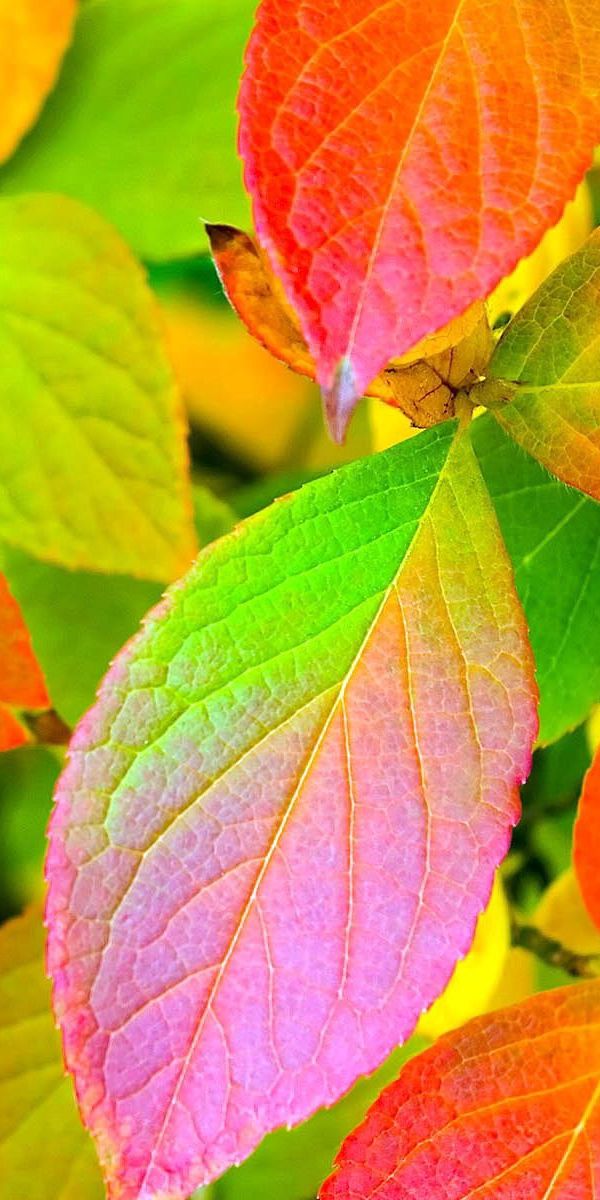 Vibrant Autumn Leaves - Nature's Palette