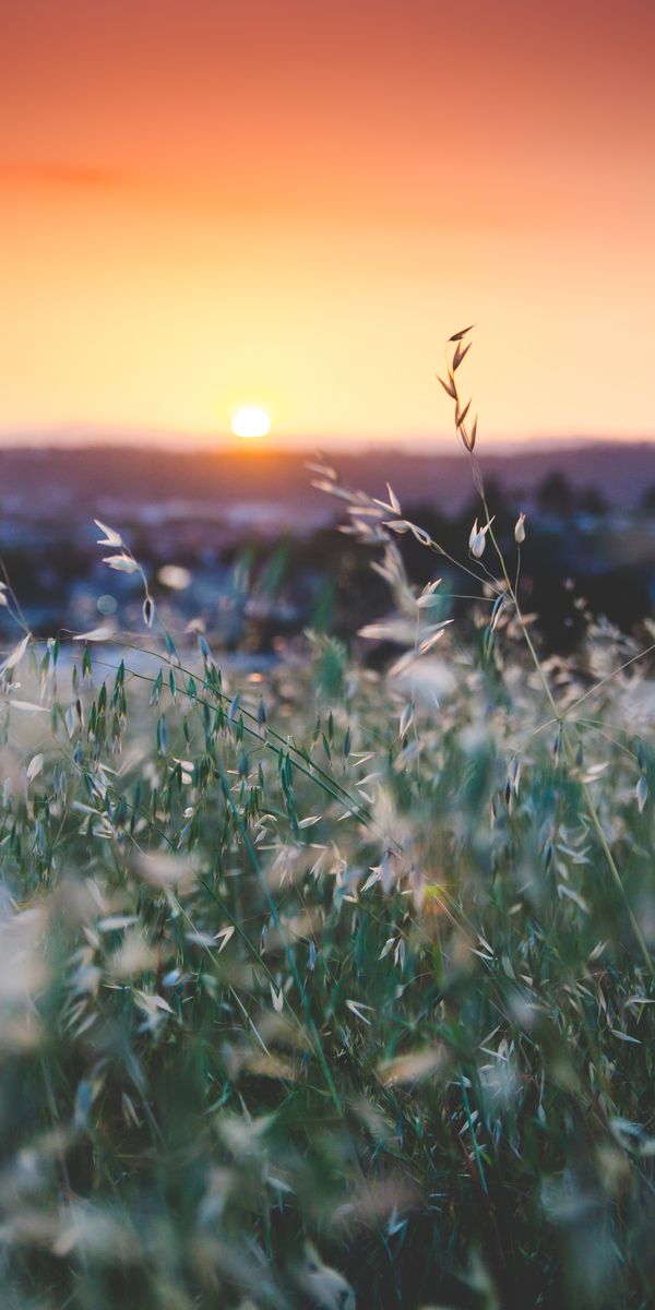 Beautiful Sunset Over a Grass Field with Delicate Flowers