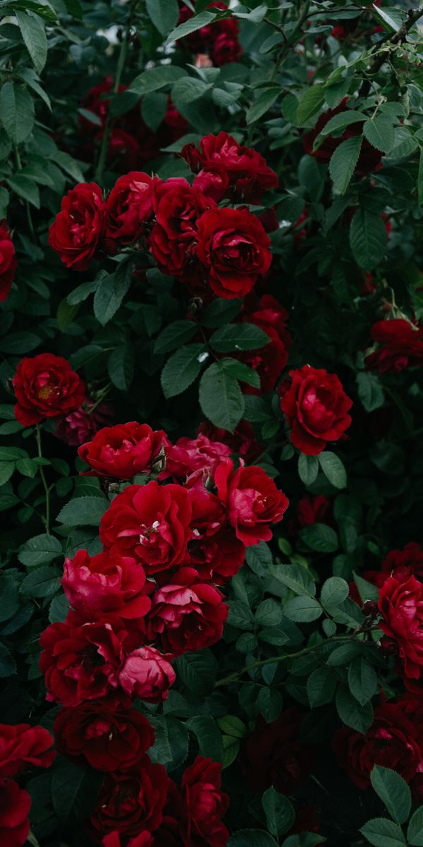 Vibrant Red Roses Blooming in a Lush Green Garden
