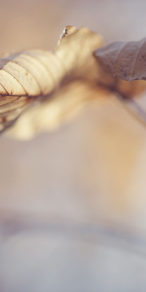 Phone wallpaper: Nature, Macro, Blur, Leaf, Fall, Branch, Earth free download