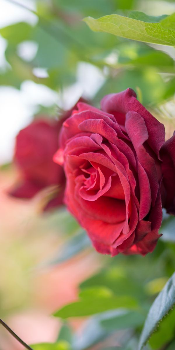Phone wallpaper: Blur, Macro, Flowers, Leaf, Flower, Rose, Earth free download
