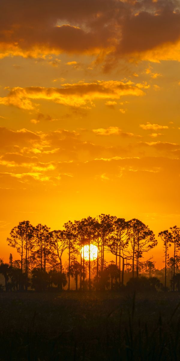 Breathtaking sunset wallpaper featuring silhouetted trees and nature's beauty