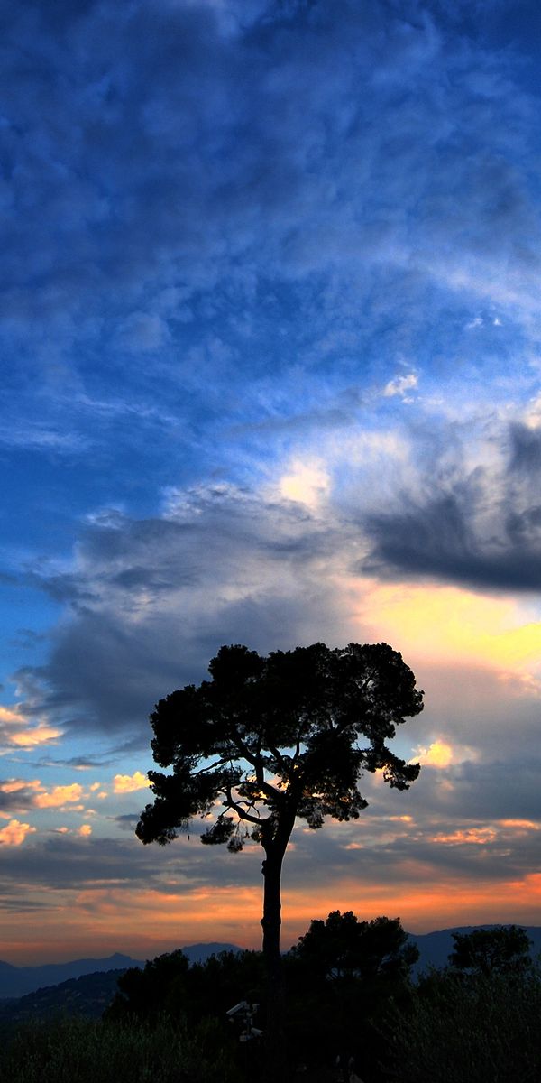 Phone wallpaper: Tree, Earth, Sunset, Cloud, Sky free download