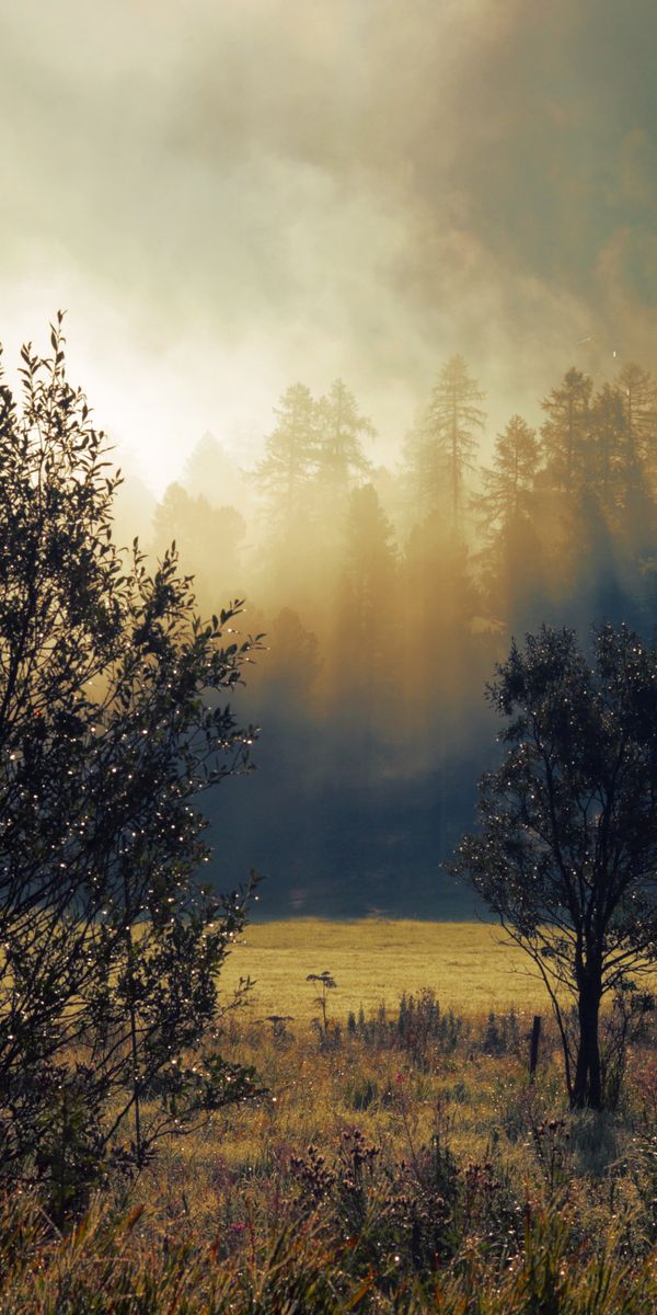 Phone wallpaper: Trees, Autumn, Fog, Nature, Dawn free download