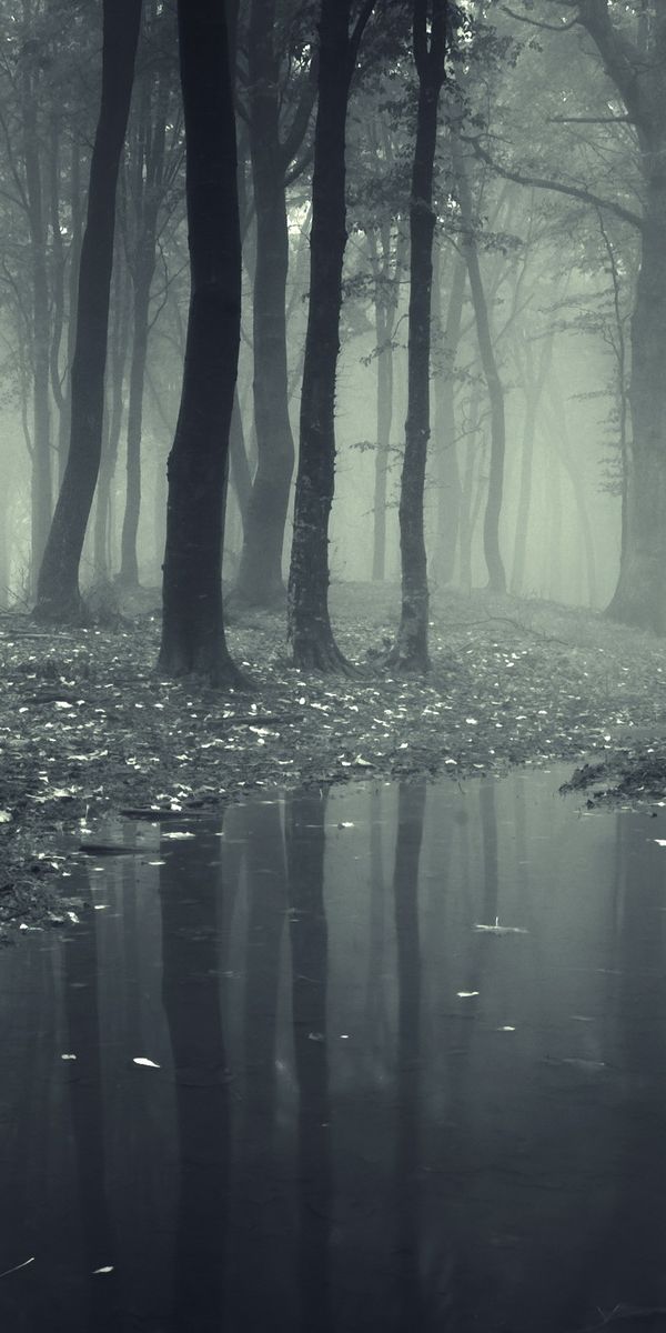 Mysterious Dark Forest Mobile Wallpaper