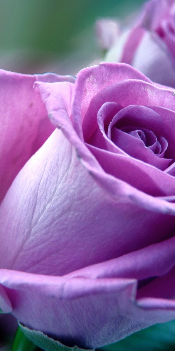 Beautiful phone wallpaper featuring delicate roses and earthy tones