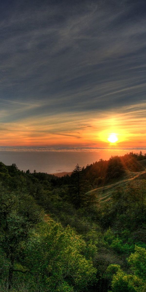 Breathtaking Sunset Over a Lush Forest Landscape