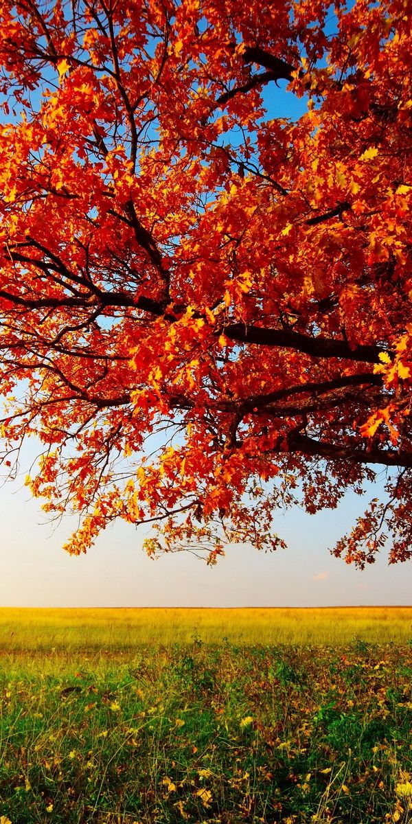 Beautiful autumn landscape wallpaper featuring a colorful tree and field