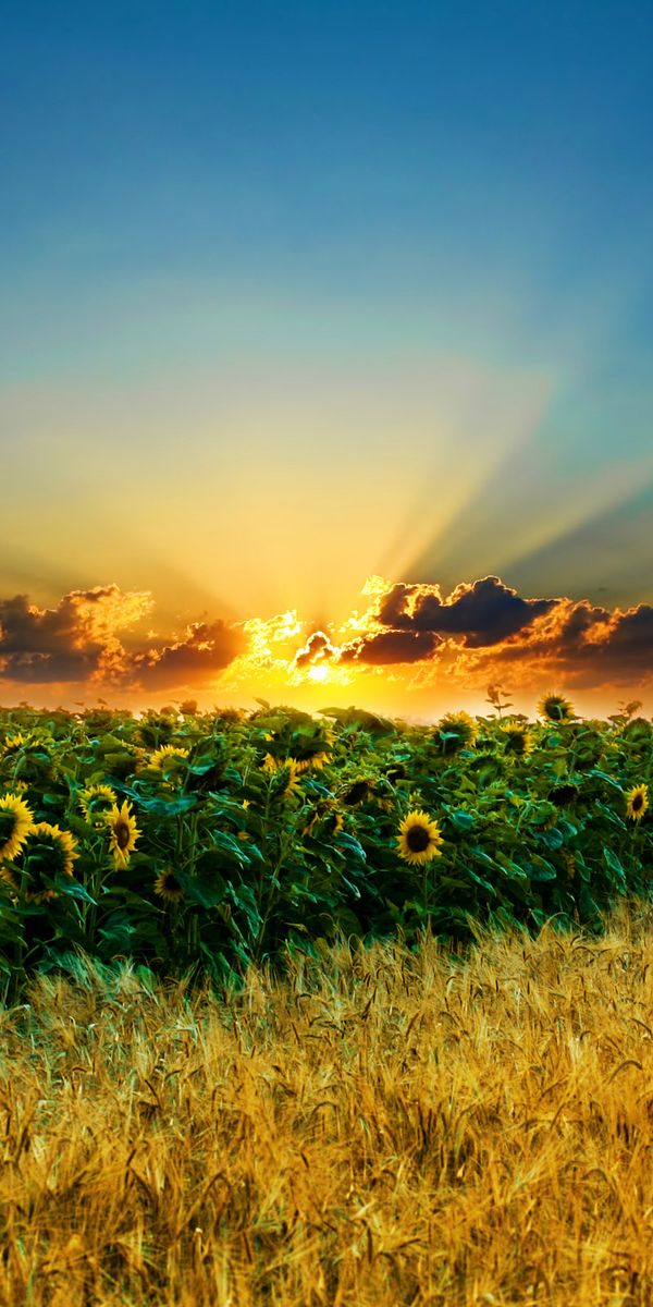 Breathtaking mobile wallpaper of sunflowers under a sunset sky