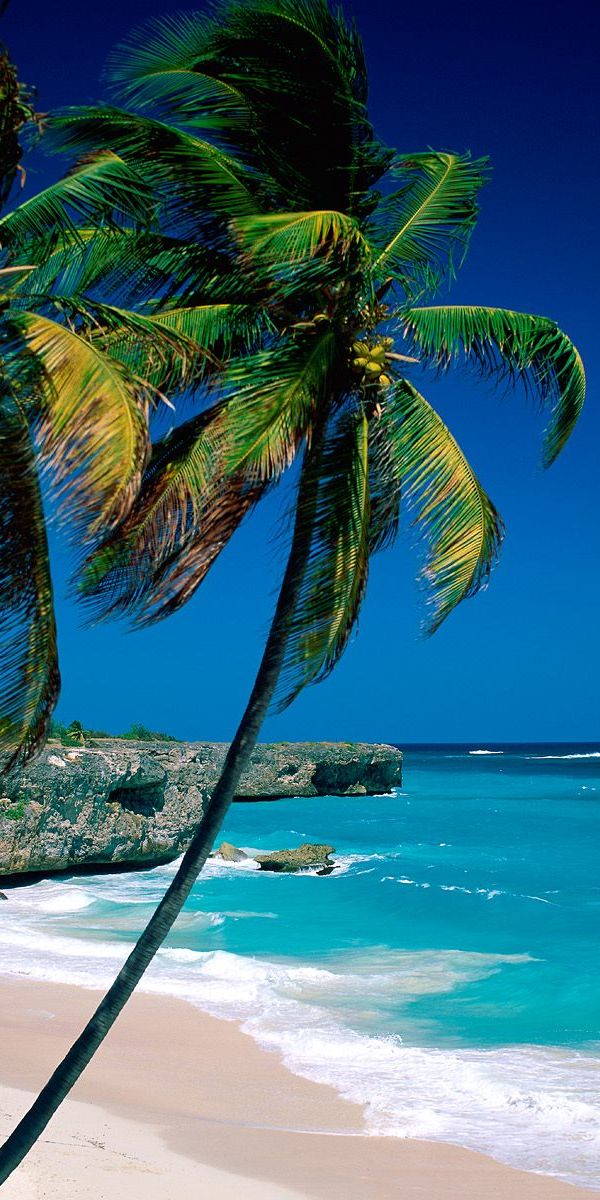 Beautiful Tropical Beach Scene with Lush Palm Trees and Blue Ocean