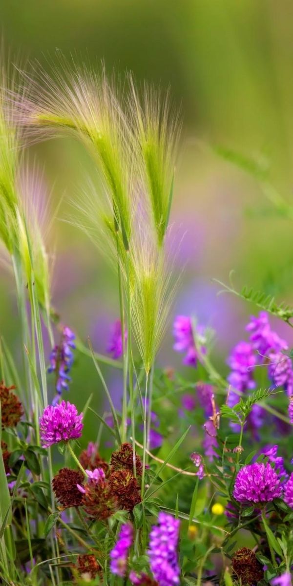Beautiful Summer Meadow with Colorful Flowers and Soft Greens