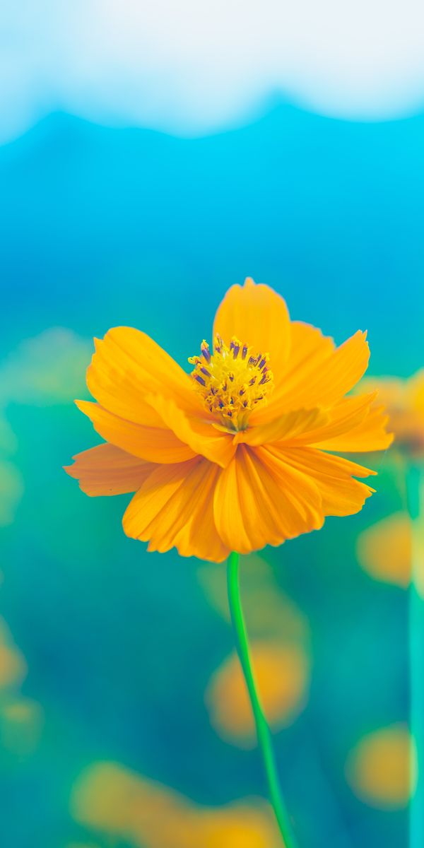 High-Quality Yellow Flower in Bloom - Perfect Phone Wallpaper