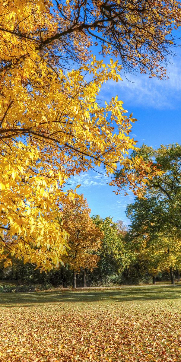 Captivating Autumn Foliage: A Nature-Inspired Phone Wallpaper