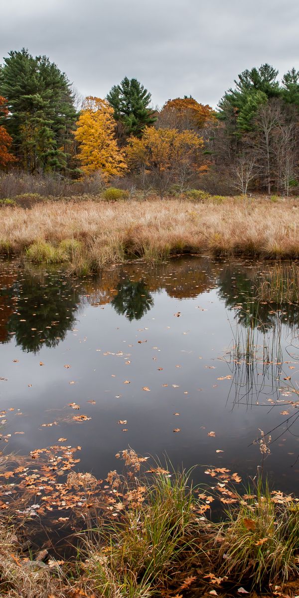 Phone wallpaper: Trees, Lake, Forest, Landscape, Nature, Autumn free download
