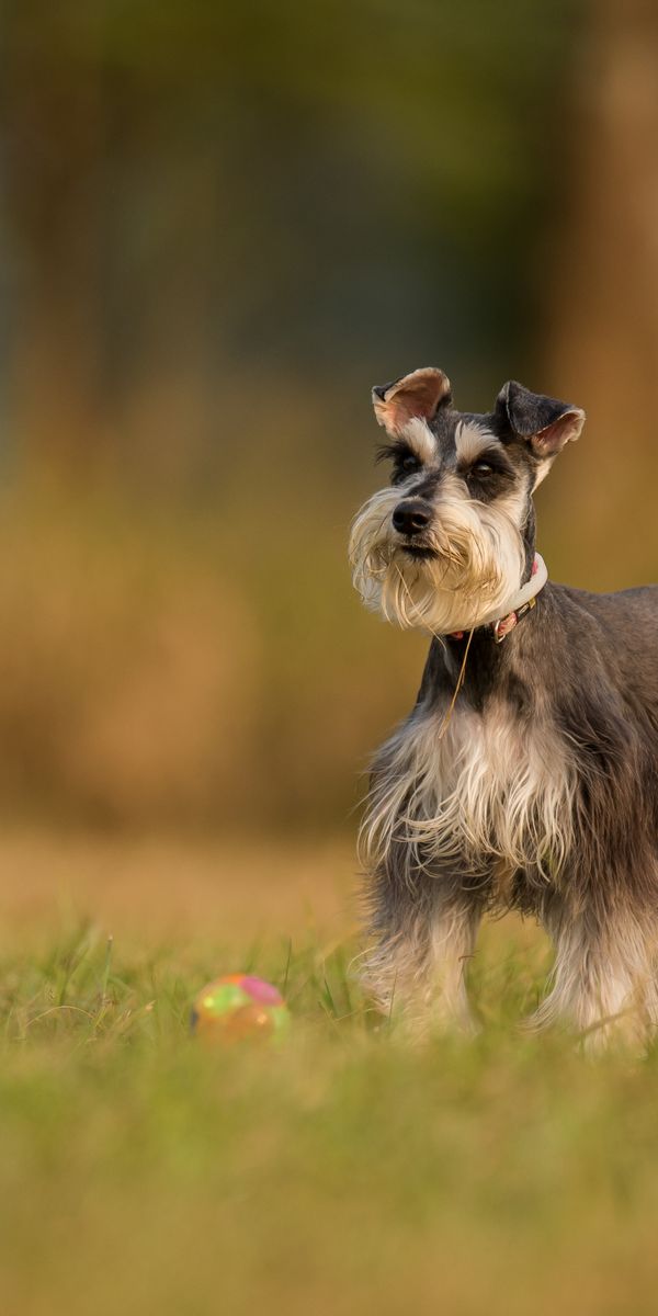 Phone wallpaper: Dogs, Grass, Dog, Blur, Animal, Schnauzer free download