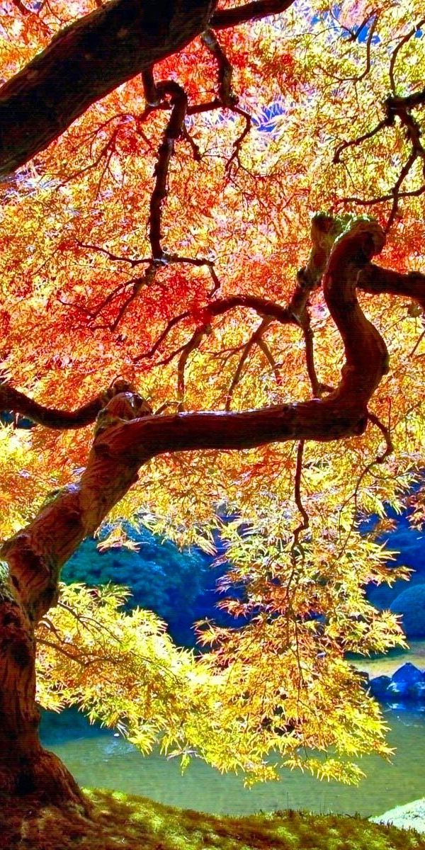 High-Quality Phone Wallpaper of a Colorful Japanese Garden in Fall