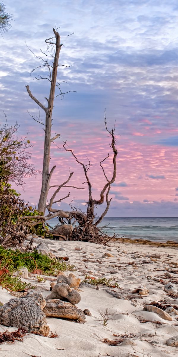 Tropical Beach with Unique Trees and Beautiful Sunset