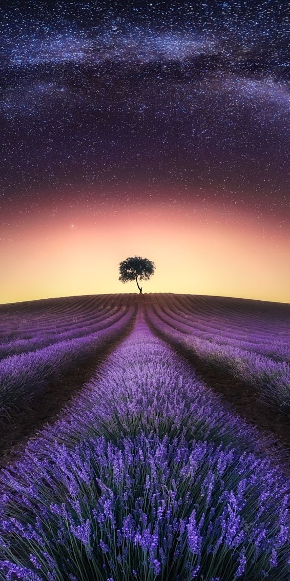 Lavender Field Under the Milky Way: A Nighttime Landscape