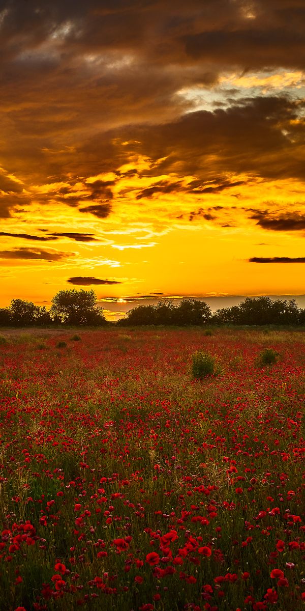 Breathtaking Sunset Over a Field of Poppies