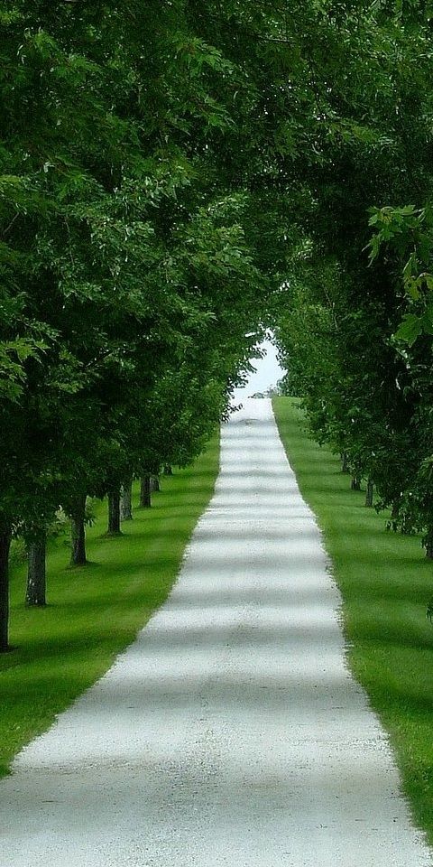 Explore a tranquil tree-lined road in this captivating 4K mobile wallpaper