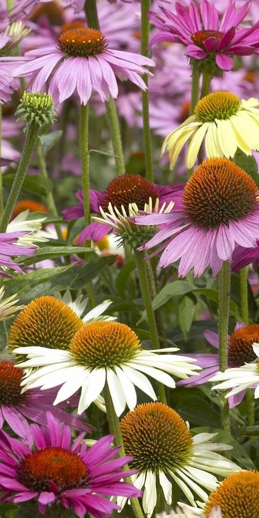 Phone wallpaper: Echinacea, Flower Bed, Flowerbed, Flowers, Multicolored, Colorful free download