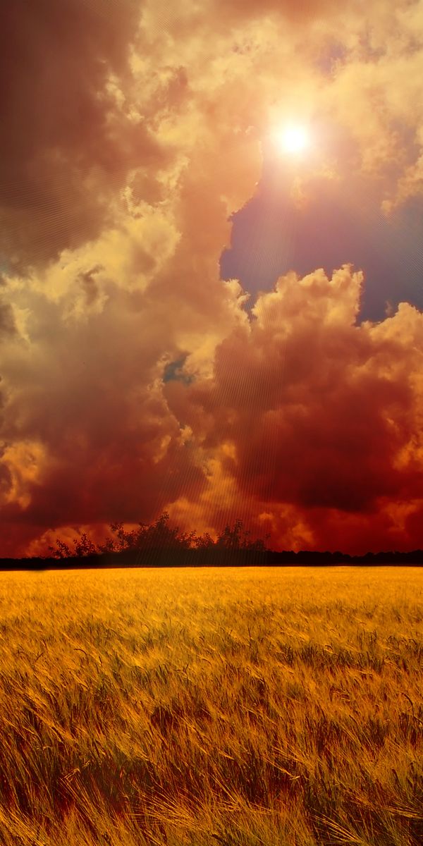Breathtaking 4K wallpaper featuring a golden wheat field and dynamic clouds