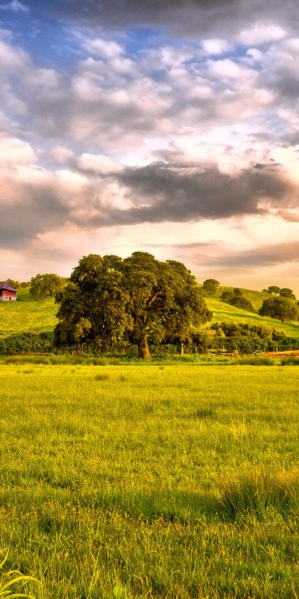 Phone wallpaper: Landscape, Trees, Sky free download