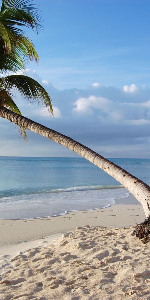 Breathtaking Beach Scene with Leaning Palm Tree