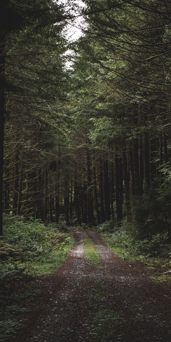 Enchanting Evening Forest Path Wallpaper