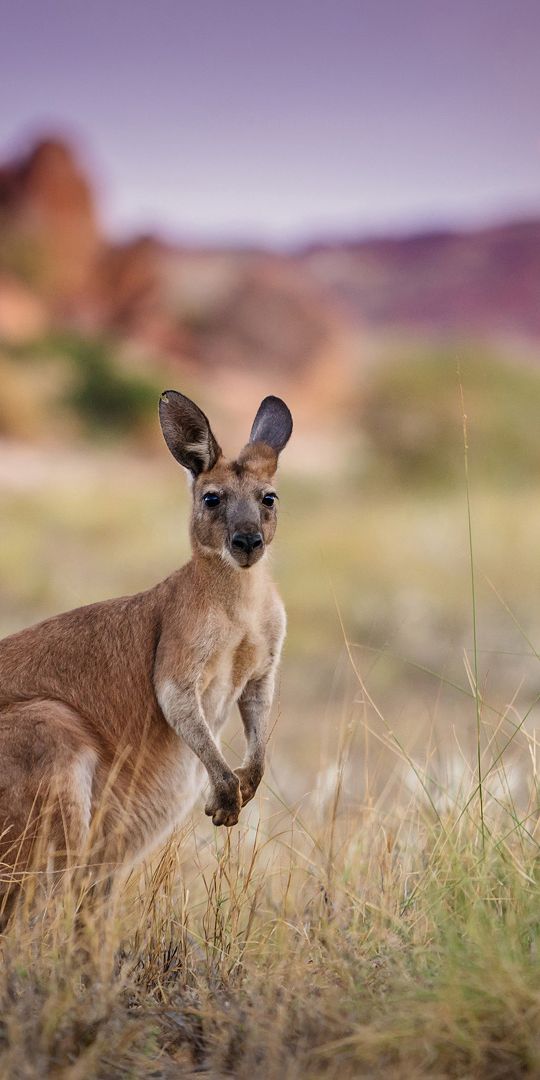 Phone wallpaper: Kangaroo, Blur, Animal, Australia, Marsupial free download