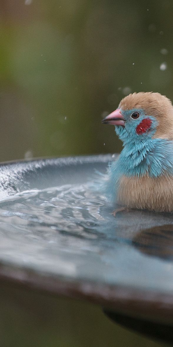 Phone wallpaper: Birds, Fountain, Bird, Blur, Animal free download