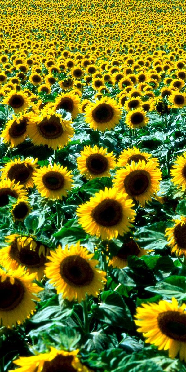 Phone wallpaper: Flowers, Earth, Sunflower free download