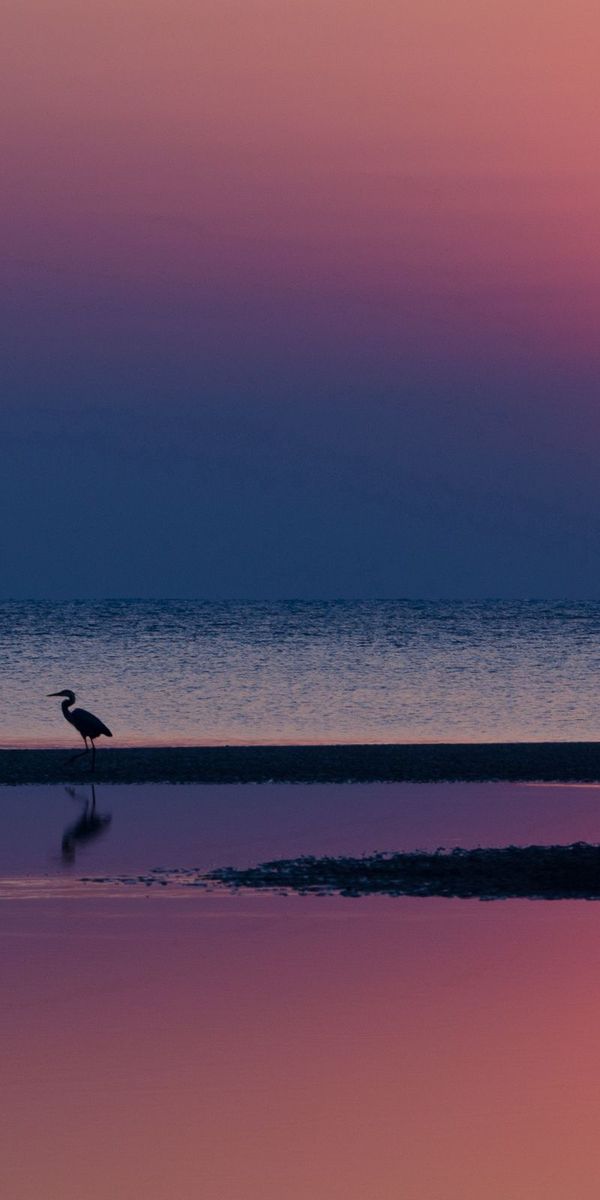 Phone wallpaper: Reflection, Heron, Evening, Water, Horizon, Nature, Sea, Sunset, Sun, Silhouettes,