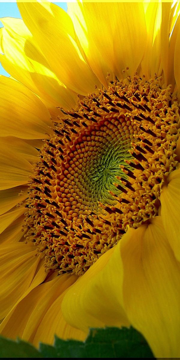 Bright Yellow Sunflower Phone Wallpaper - HD Quality for Nature Lovers