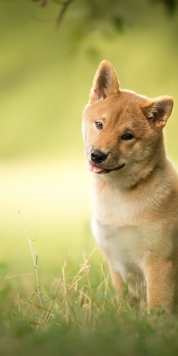 Phone wallpaper: Dogs, Grass, Dog, Blur, Animal, Shiba Inu free download