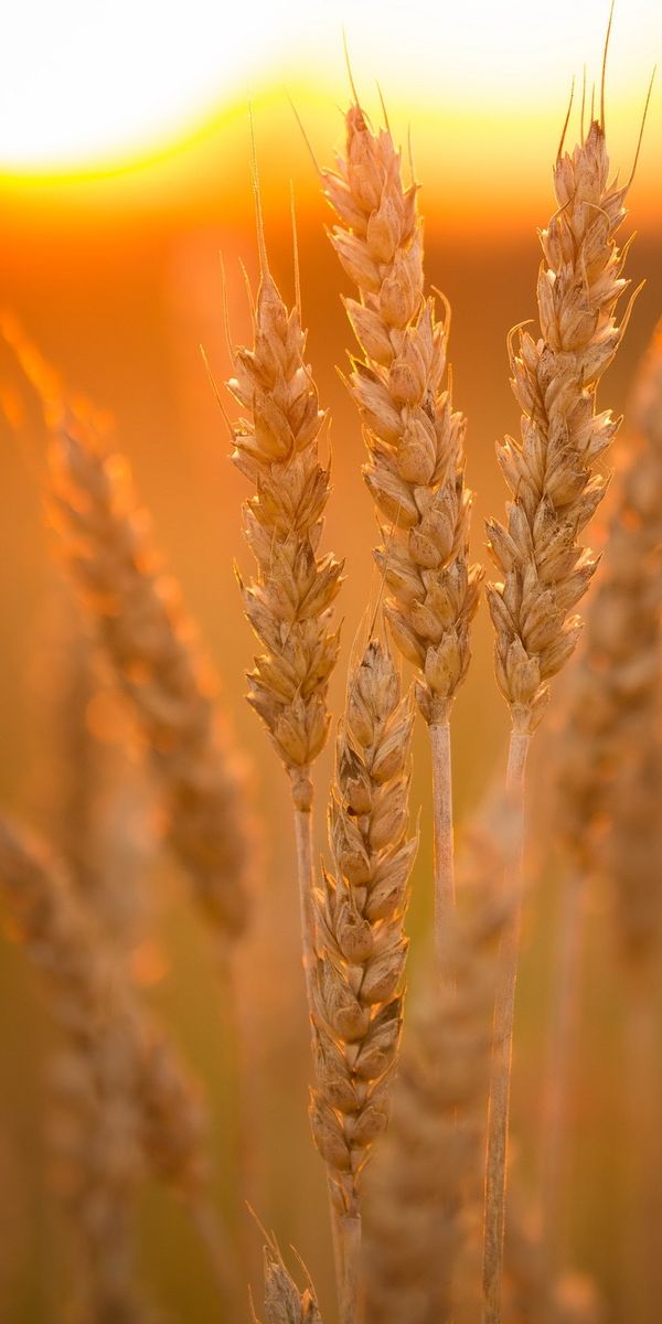 Beautiful Summer Wheat Field at Sunset