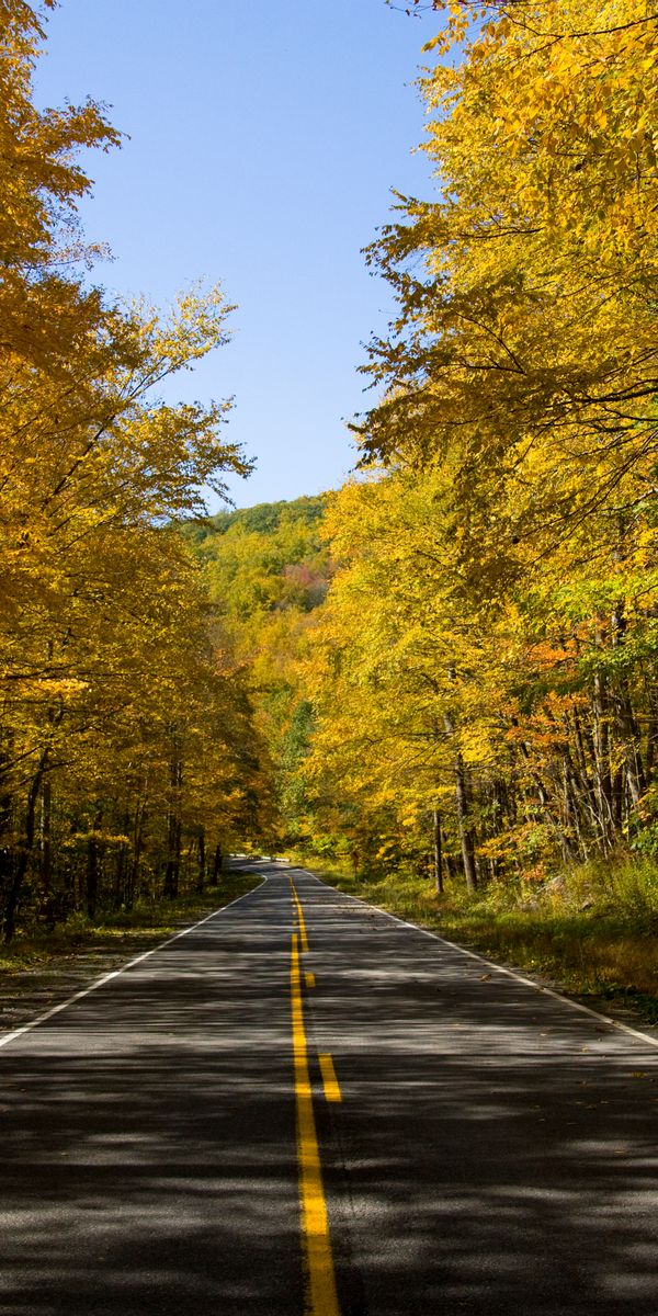 Captivating Autumn Road Wallpaper Surrounded by Vibrant Trees