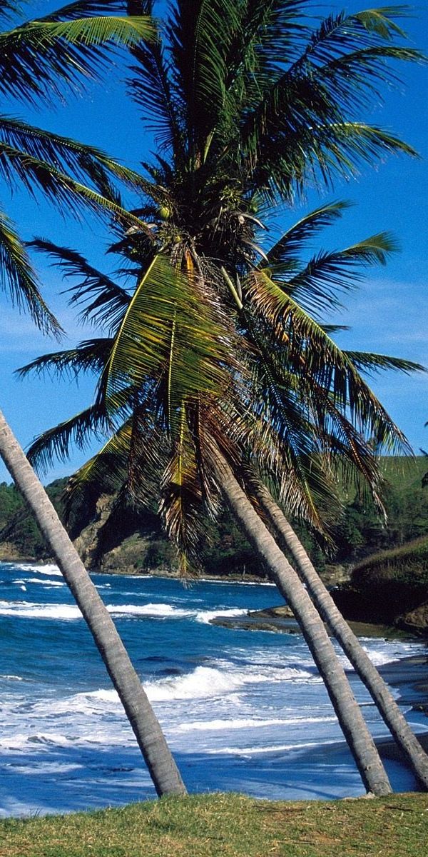 Phone wallpaper: Beach, Ocean, Earth, Palm Tree free download