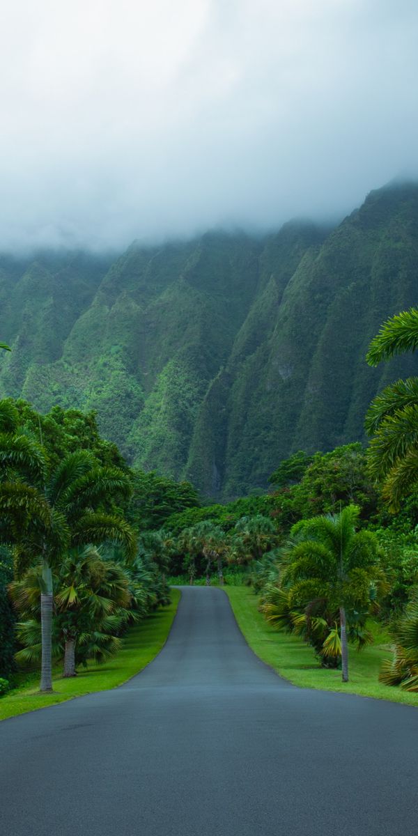 Lush Mountain Road with Palms - Perfect for Your Mobile Wallpaper
