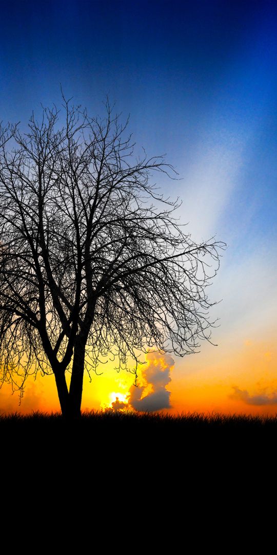 Phone wallpaper: Trees, Sun, Tree, Earth, Cloud, Sky free download