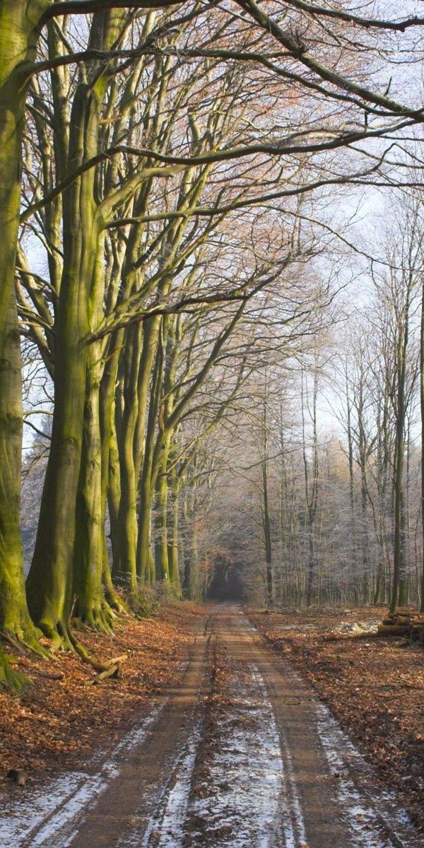 Phone wallpaper: Trees, Grass, Logs, Road, Forest, Land, Freshness, Fog, Nature, Morning, Earth free